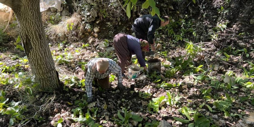 Kimi dallara çıkıyor, kimi uzun sırıklarla topluyor! Hummalı çalışma başladı: Kilosu 350 TL’den satılıyor 1